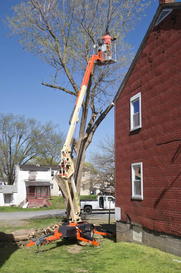 service-tree-removal